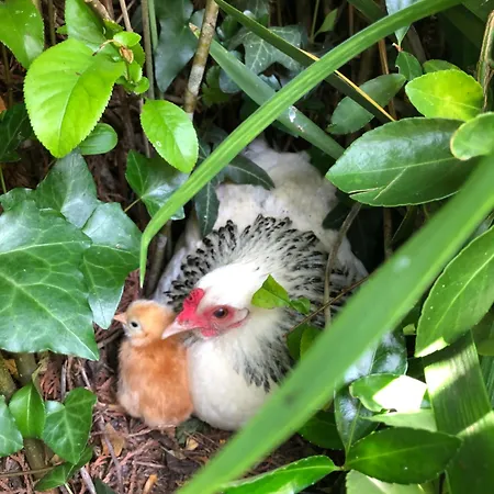 Le Logis De Гостевой дом 3*