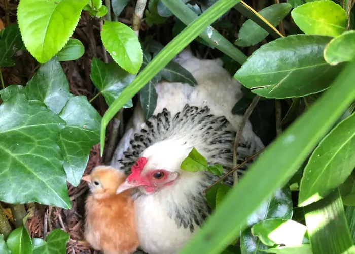 Le Logis De Guest house 3*